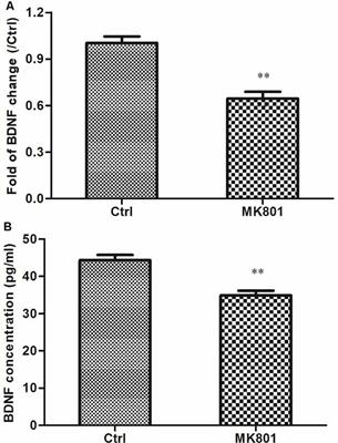 Risperidone Reverses the Downregulation of BDNF in Hippocampal Neurons and MK801-Induced Cognitive Impairment in Rats